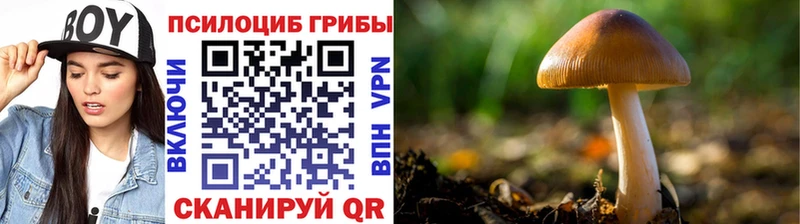 Купить закладки  Новоржев  Галлюциногенные грибы ЛСД 